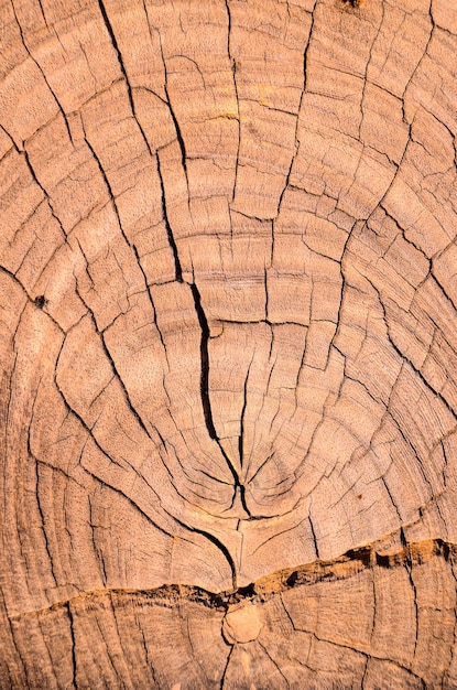 textura de superficie de madera