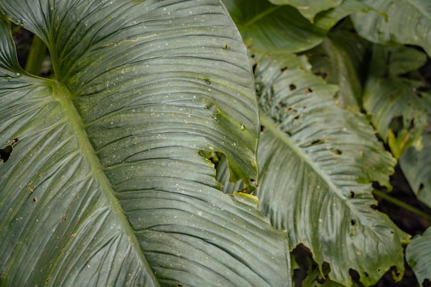 Textura y superficie de la planta silvestre de hoja verde en el bosque tropical