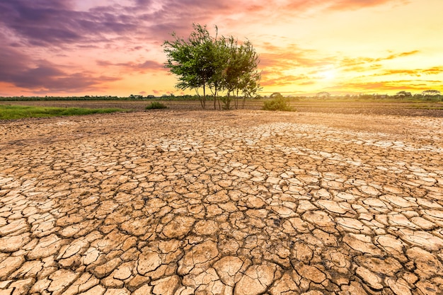 textura de tierra agrietada y árbol verde sobre fondo de cielo al atardecer