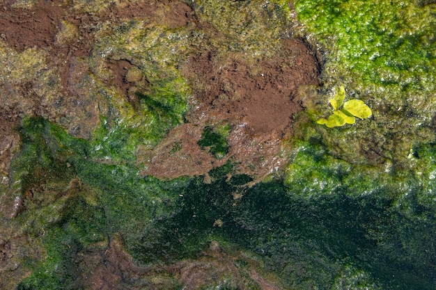 Textura de tierra y musgo marrón verde