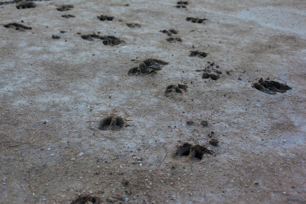 Textura de la tierra seca con huellas de pezuñas Fondo gris con grietas y huecos Sequía y falta de humedad en el suelo Las consecuencias del calor anormal Desastre ambiental