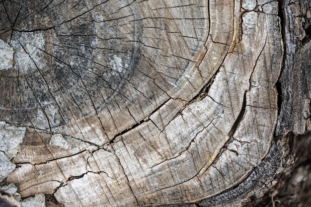 La textura del tocón del árbol. La vista desde la cima.