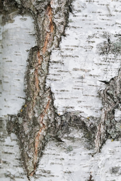 La textura del tronco de un abedul se cierra en el bosque