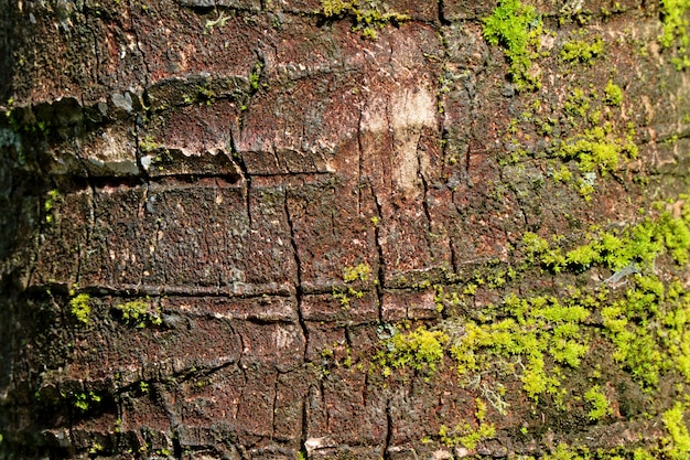 Textura del tronco de árbol áspero de la palma de coco con musgos verdes vibrantes, para el fondo