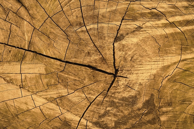 Textura de un tronco de árbol cortado con círculos anuales de cerca Fondos de madera de naturaleza abstracta