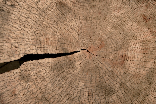 Textura del tronco del árbol con grietas