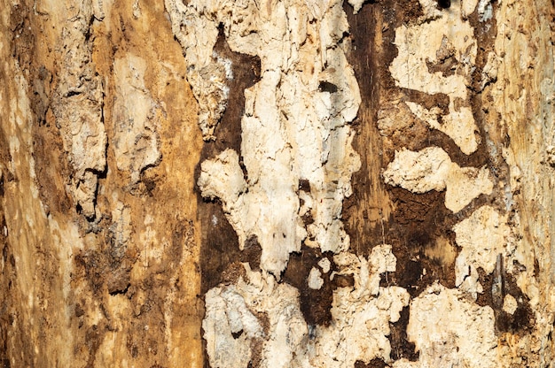 Textura de tronco de árbol viejo sin corteza