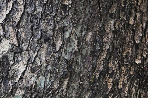 textura de tronco de árbol