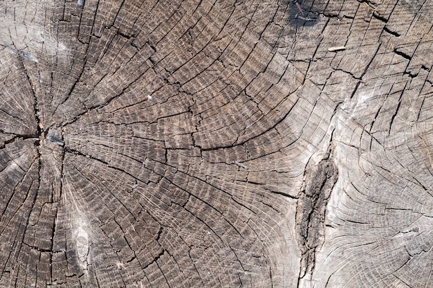 La textura de un tronco de una cabaña de pueblo. Vista desde el final.