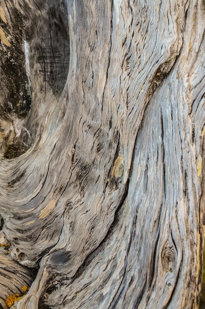 Textura de tronco de enebro nudoso formado por el viento en El Sabinar, Isla de El Hierro