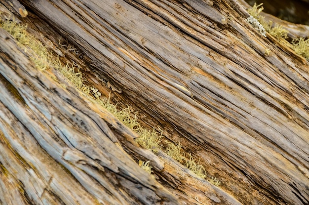 Textura de tronco de enebro nudoso formado por el viento en El Sabinar, Isla de El Hierro