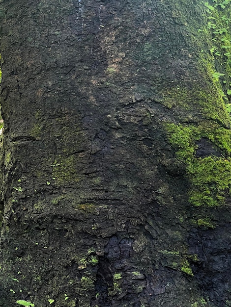 Foto textura de tronco de madera de árbol, primer plano