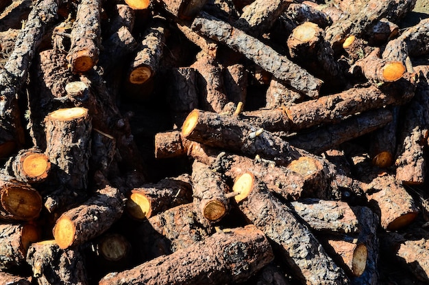 Textura de tronco de madera cortada en un día soleado