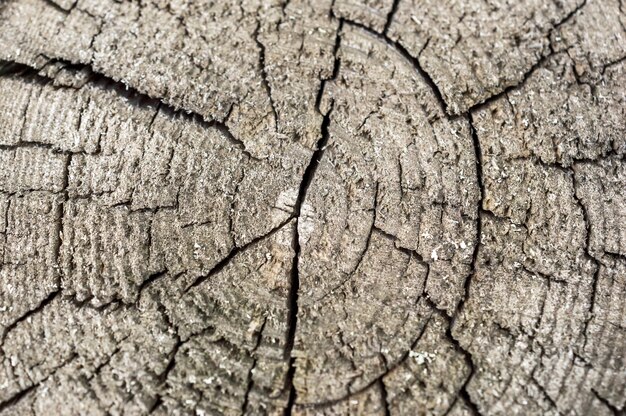 Textura del tronco de madera