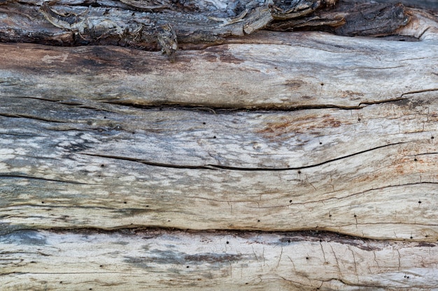 La textura de un tronco de un manzano aserrado