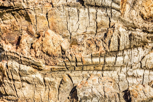 La textura del tronco de la palmera de fondo