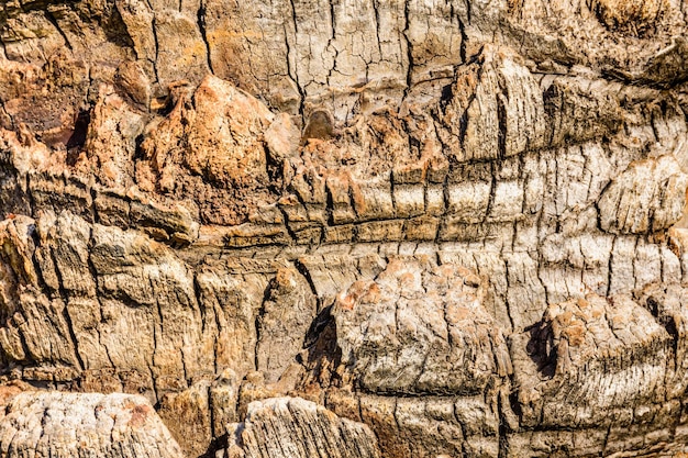 La textura del tronco de la palmera de fondo