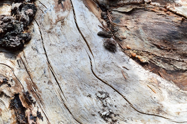 La textura del tronco de un viejo árbol de madera seco con grietas y corteza marrón El fondo