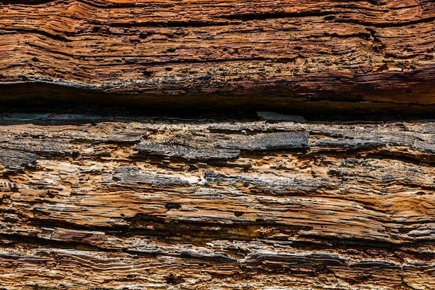 Textura de los troncos dañados por plagas de madera. Patrón de madera para el fondo