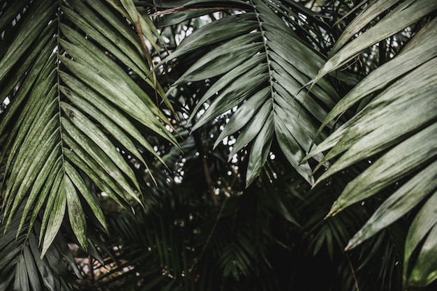 Foto textura tropical exótica de palma