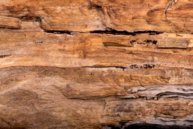 La textura del uso de madera de corteza como fondo natural.