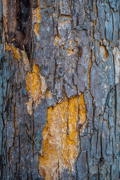 Textura del uso de madera de la corteza como fondo natural.