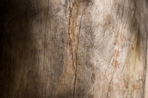 Textura del uso de madera de corteza como textura de fondo natural de abeto