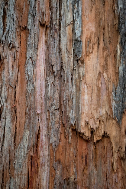 Textura velha de madeira rachada, tronco da árvore, fundo de madeira natural, casca