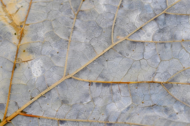 Textura de la vena de la hoja botánica Fondo para proyectos creativos