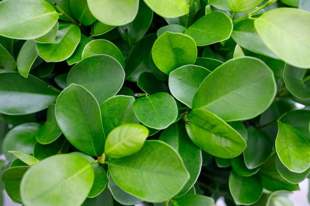 Textura verde de folhas de ficus