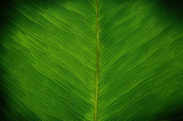 Textura verde de plantas em fundo de tela cheia