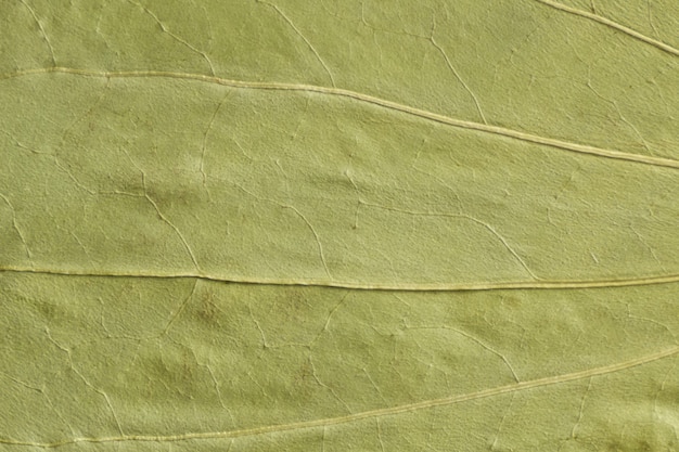Textura verde de uma folha seca