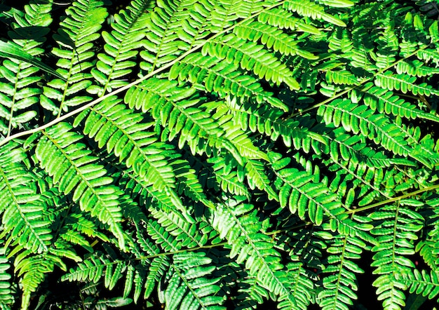 Textura verde de verão de centenas de samambaias Samambaia com folhas verdes em um fundo natural Fundo natural de flores de samambaia em um dia ensolarado