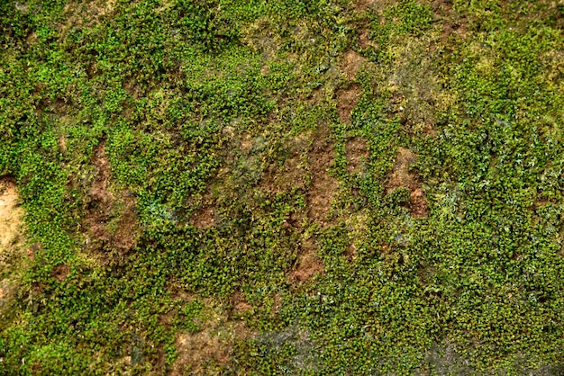 Textura verde do musgo no musgo do verde da natureza no fundo de pedra.