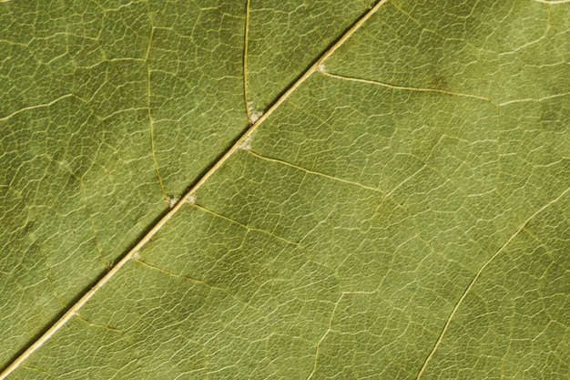 Textura verde de una hoja seca