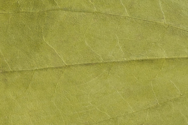 Textura verde de una hoja seca