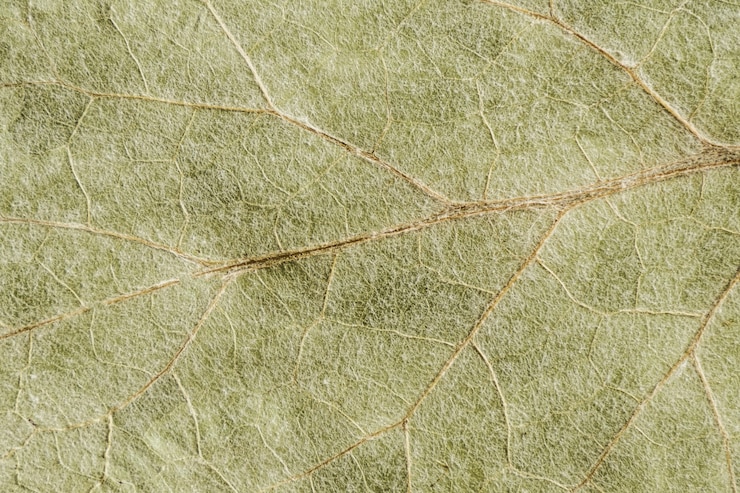 Foto textura verde de una hoja seca
