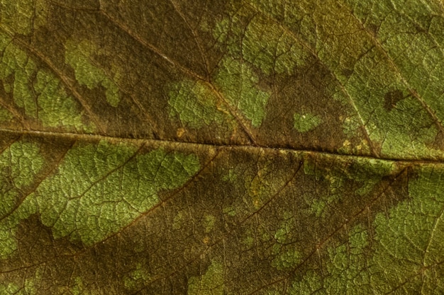 Textura verde de una hoja seca