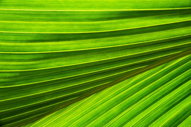 Textura verde y luz del sol de la hoja de la palma o del coco en concepto verde del fondo de la naturaleza