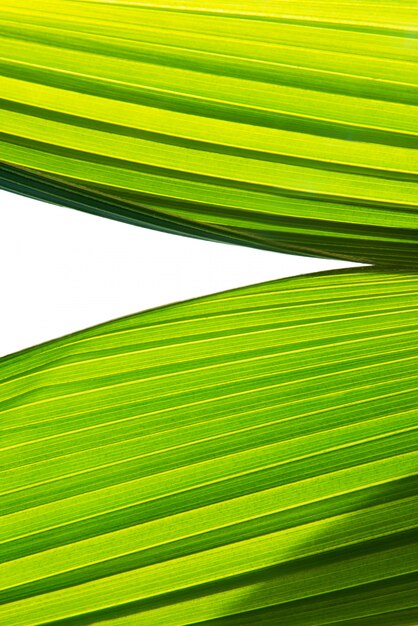 Textura verde y luz del sol de la hoja de la palma o del coco en concepto verde del fondo de la naturaleza