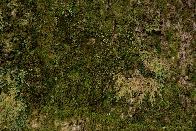 Textura verde del musgo en musgo verde de la naturaleza en el fondo de piedra.