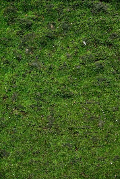 Textura verde del musgo en musgo verde de la naturaleza en el fondo de piedra.