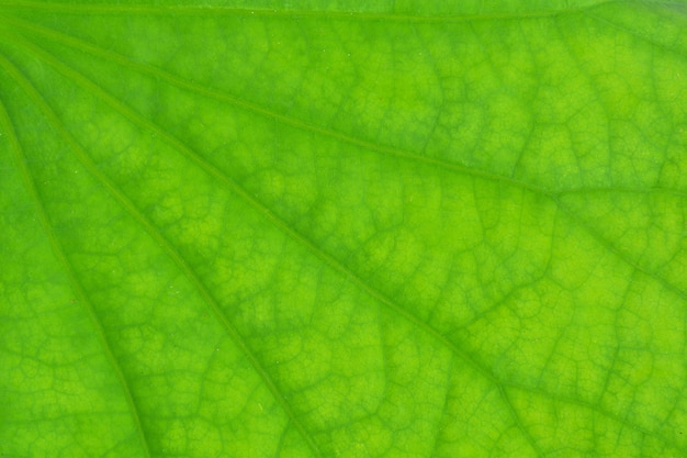 Textura verde perfeita da folha dos lótus - close up
