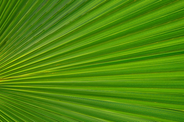 Textura verde tropical da folha como um fundo para o projeto ou o papel de parede. Fim da folha da palmeira acima. Folhas de palmeira verdes. Fundo natural. Foco seletivo.