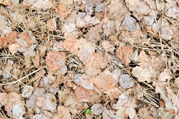 La textura de las viejas hojas secas de otoño caídas y las pajitas de ramitas de palos pequeños y delgados podridos