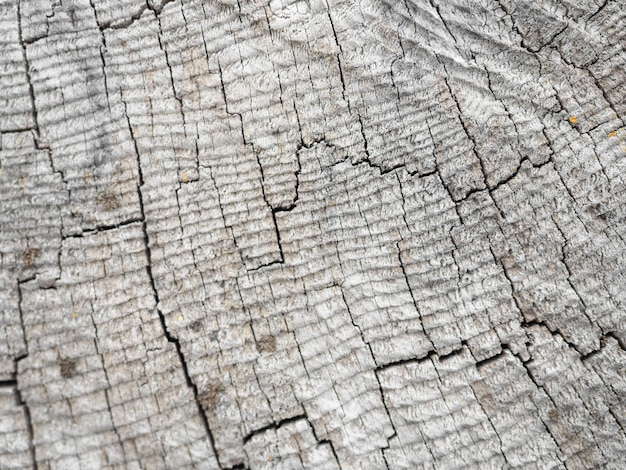 Textura de un viejo corte transversal gris de un árbol.