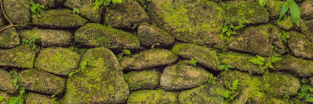 La textura del viejo muro de piedra cubierto de musgo verde en Fort Rotterdam, Makassar - Indonesia BANNER, formato largo