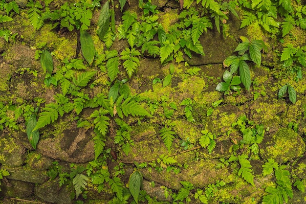 La textura del viejo muro de piedra cubierto de musgo verde en Fort Rotterdam, Makassar - Indonesia