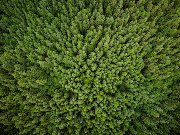 Textura de vista aérea de abetos verdes