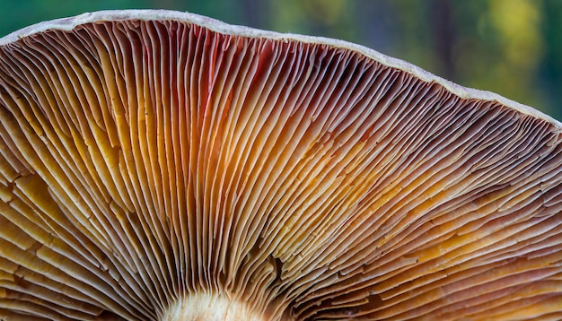 Foto texturas abstratas de brânquias de cogumelos sob a tampa